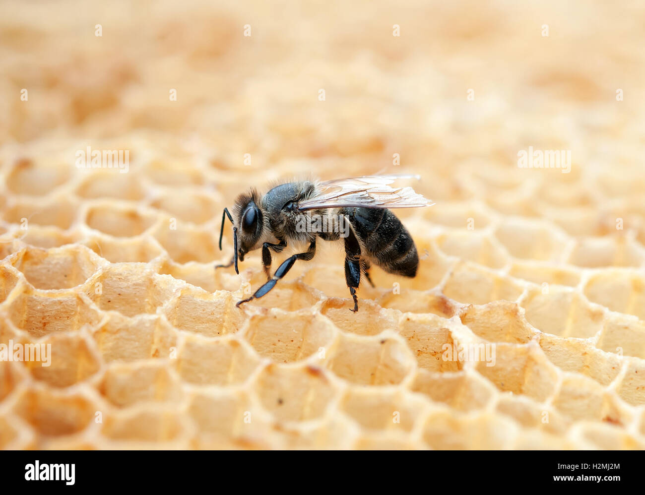 Close up of abeille dans une ruche sur nid d' Banque D'Images