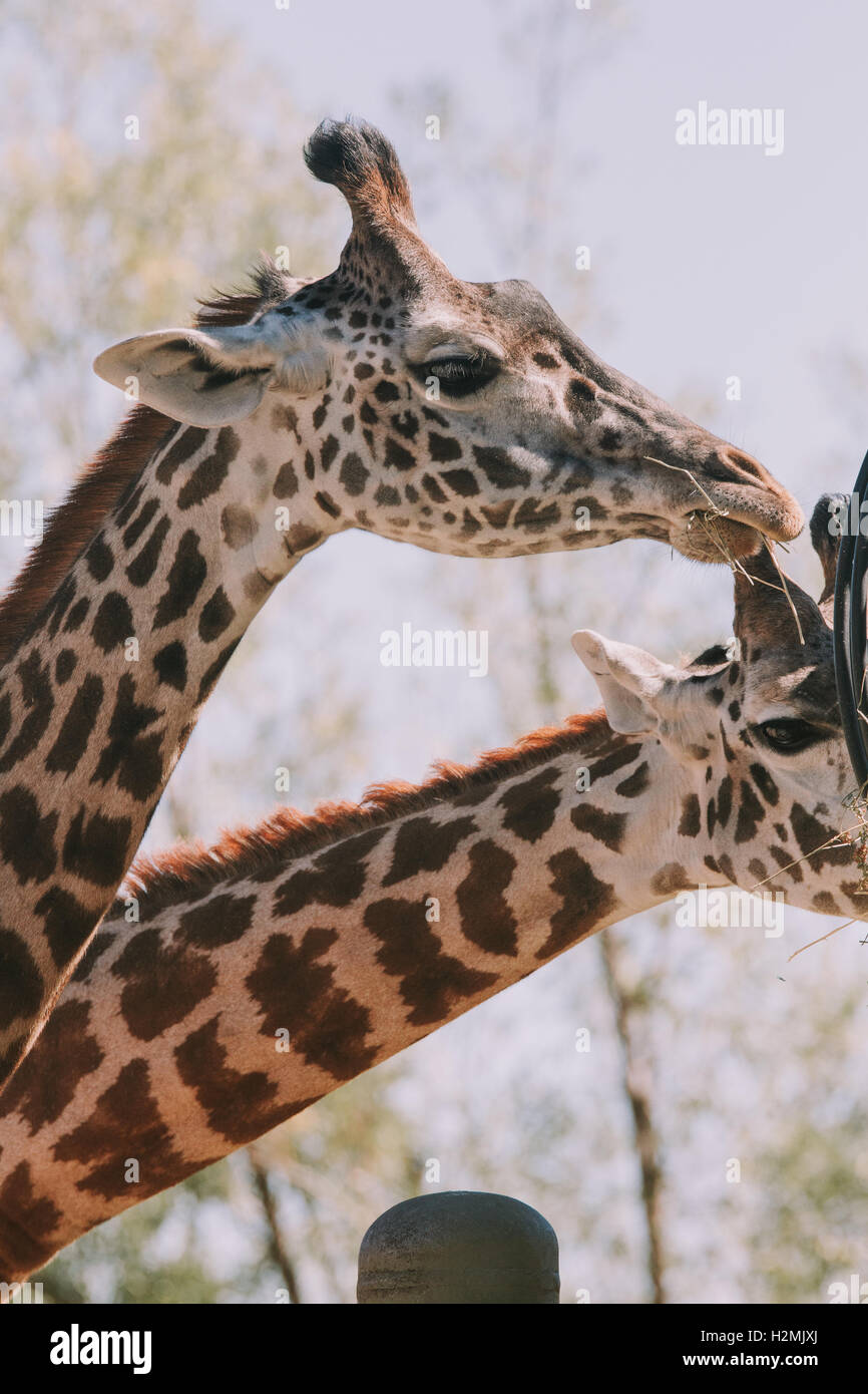 Tête de girafe Masai Banque D'Images