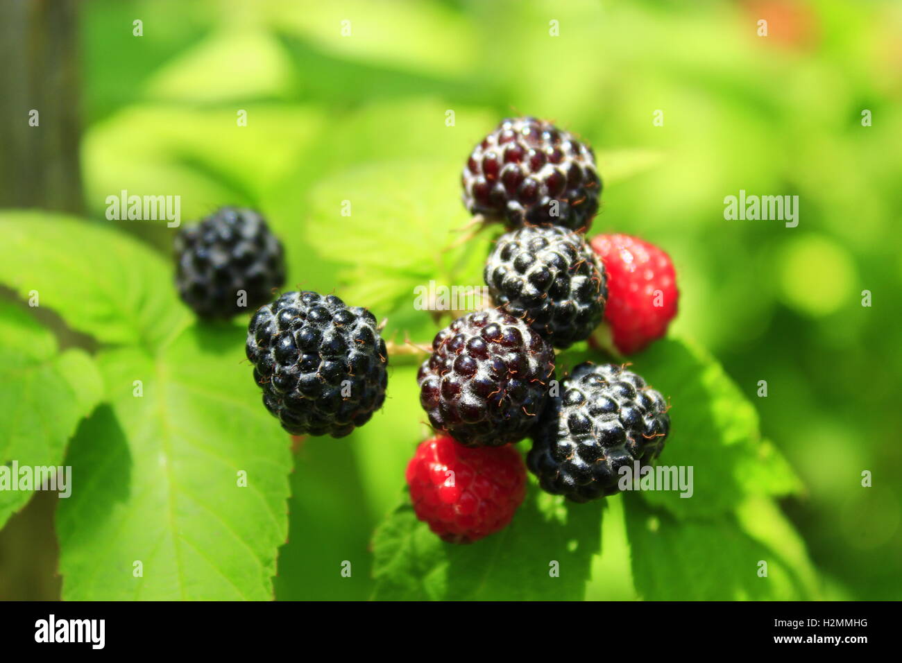 Framboises noires avec des baies sur le buisson Banque D'Images