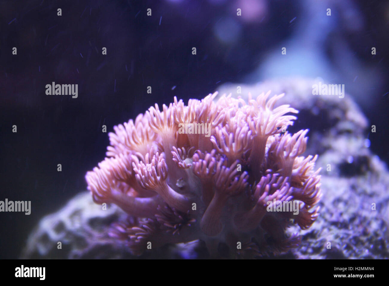 Les récifs coralliens tropicaux Banque D'Images