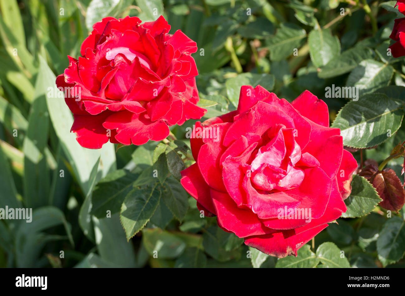 Deux roses rouges Rosa Malcolm Sargent en fleur en Juin Banque D'Images
