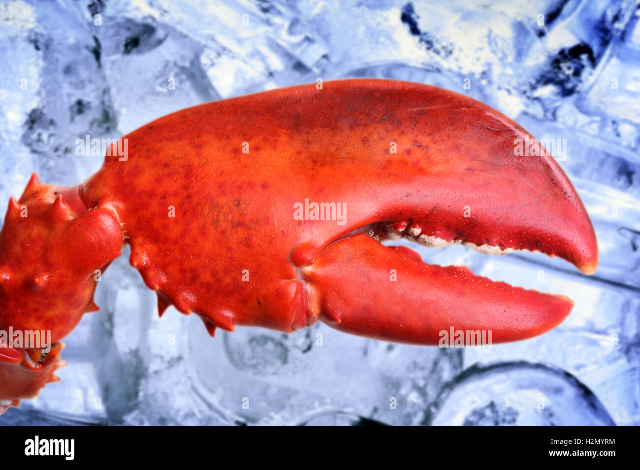 Pince de homard Banque de photographies et d’images à haute résolution ...