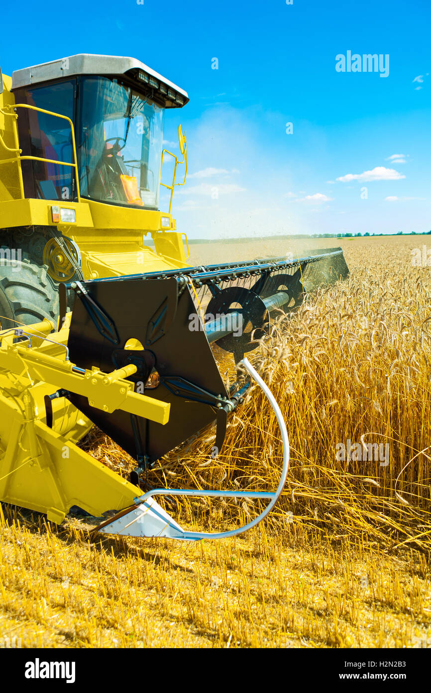 Une moissonneuse-batteuse jaune dans le travail sur les champs de blé Banque D'Images