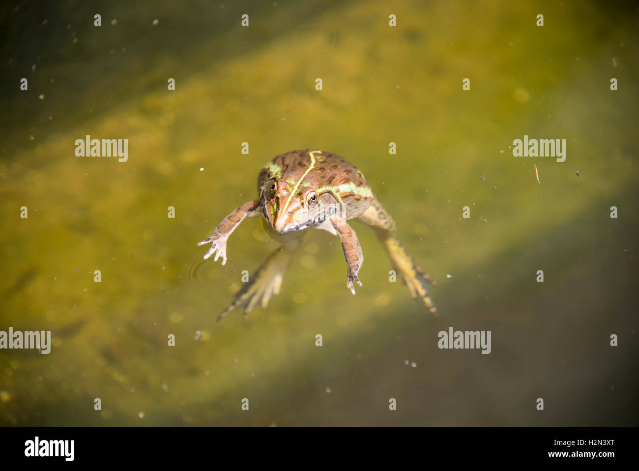 Une grenouille flottant dans un étang. Banque D'Images