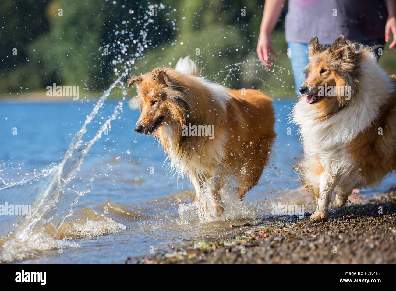 Jouer avec collie chiens à un lac Banque D'Images
