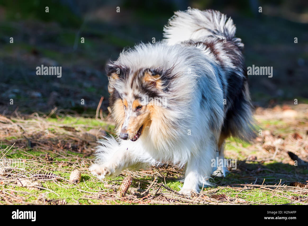 Collie bleu merle chien jouant dans la forêt Banque D'Images