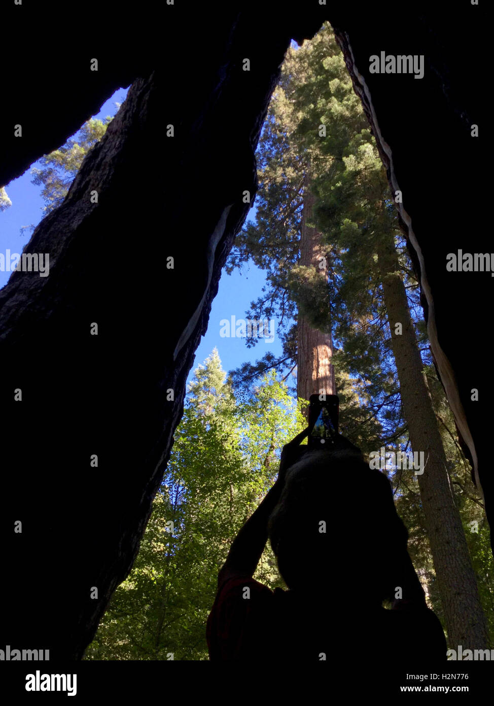 Un photographe à l'intérieur d'un séquoia géant de photos à l'aide d'un iphone au parc d'État Calaveras Big Trees, Californie Banque D'Images