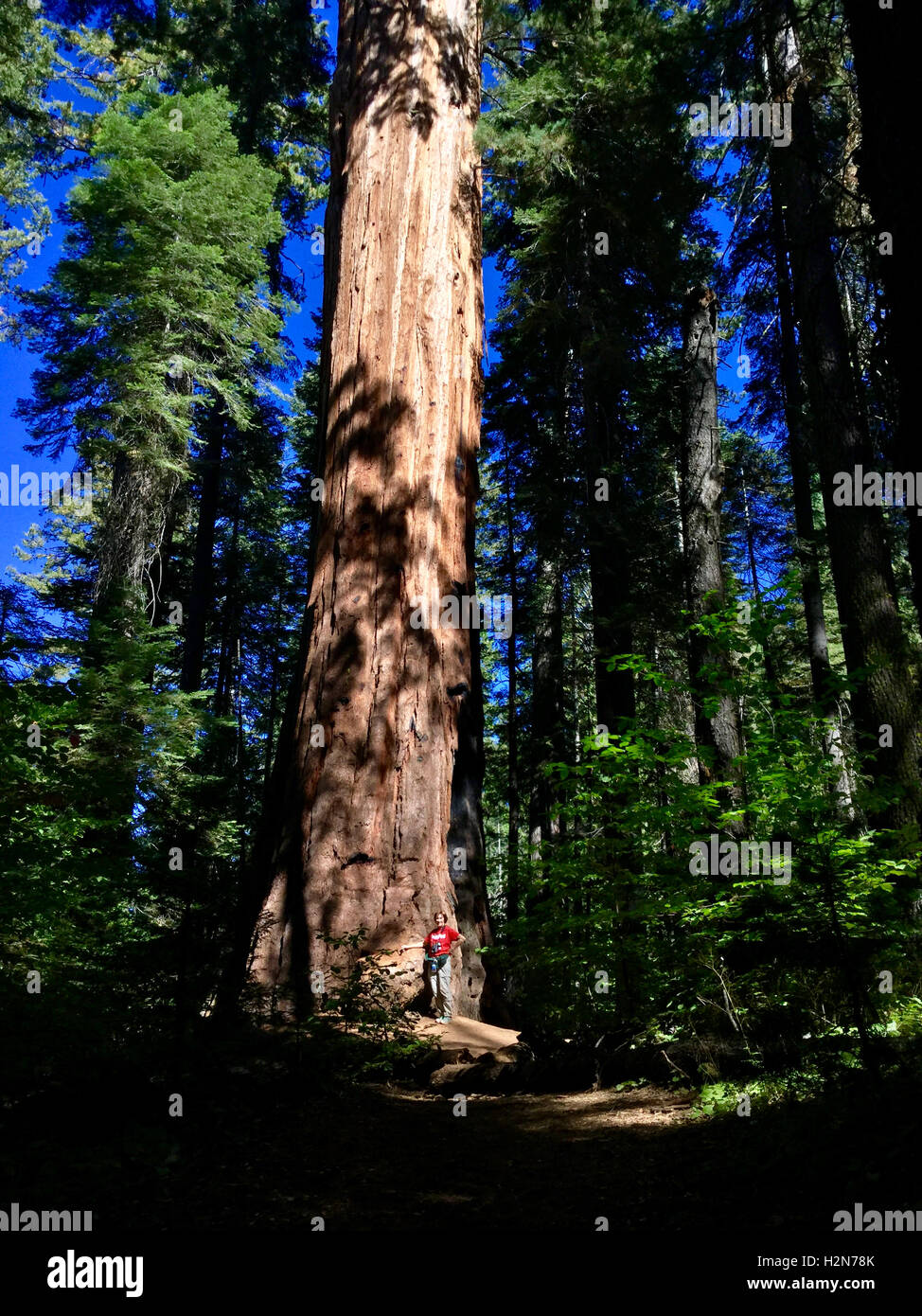 Randonneur debout devant un énorme séquoia géant en parc d'État Calaveras Big Trees, Californie Banque D'Images