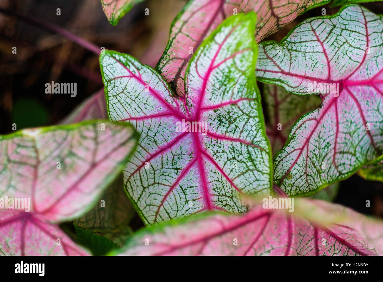 Gingerland caladiums, Aracea. Libre. USA. Banque D'Images