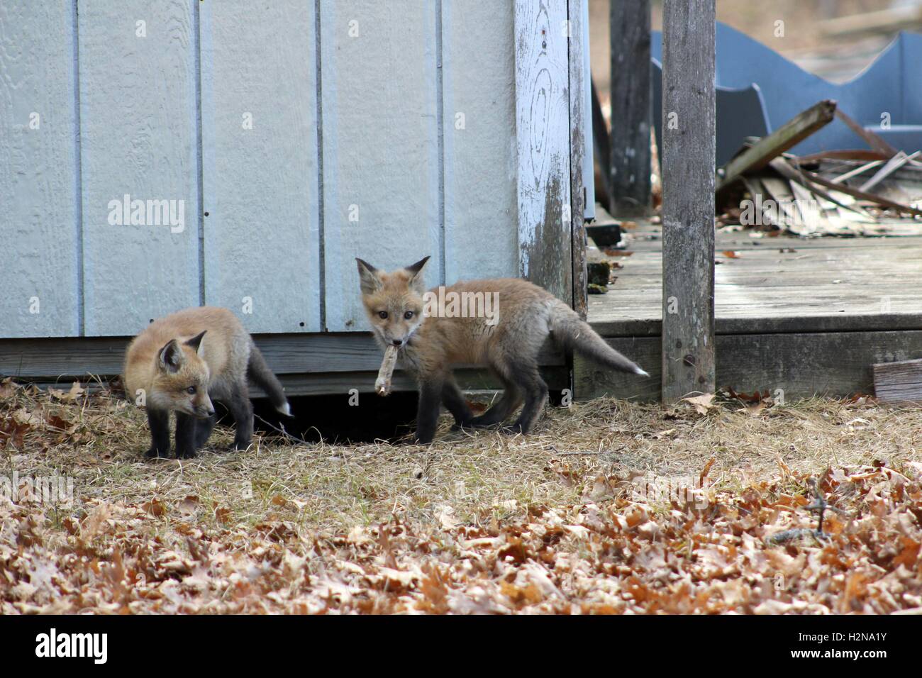 Kit Fox à mâcher sur une cuisse de lapin Banque D'Images