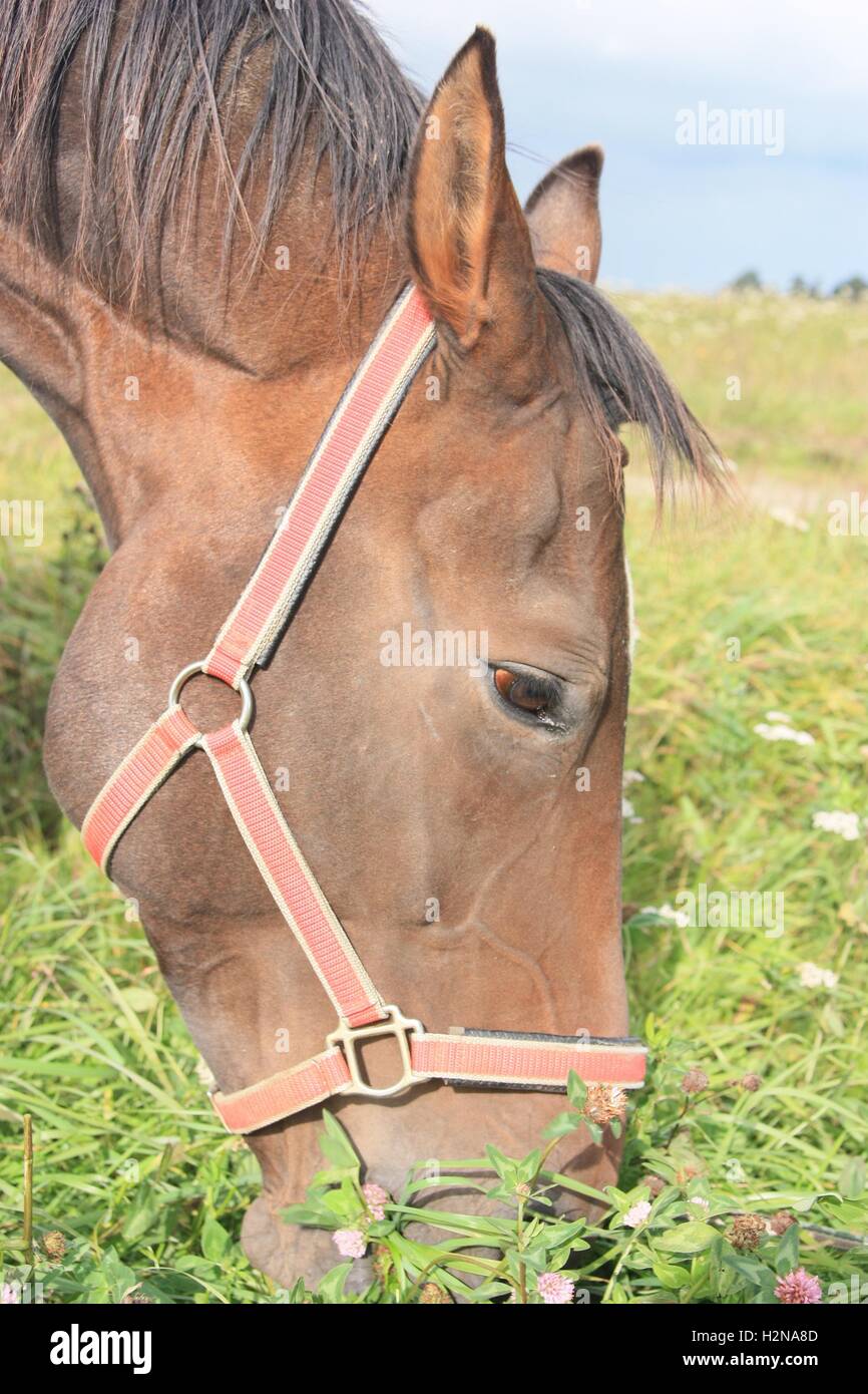 Gros plan de profil tête de cheval Banque D'Images