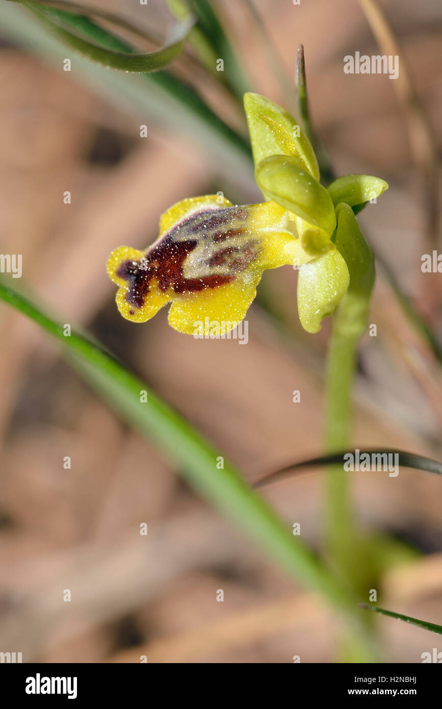 Ophrys lutea galilaea sous-espèce de l'orchidée abeille jaune en provenance de Chypre Banque D'Images