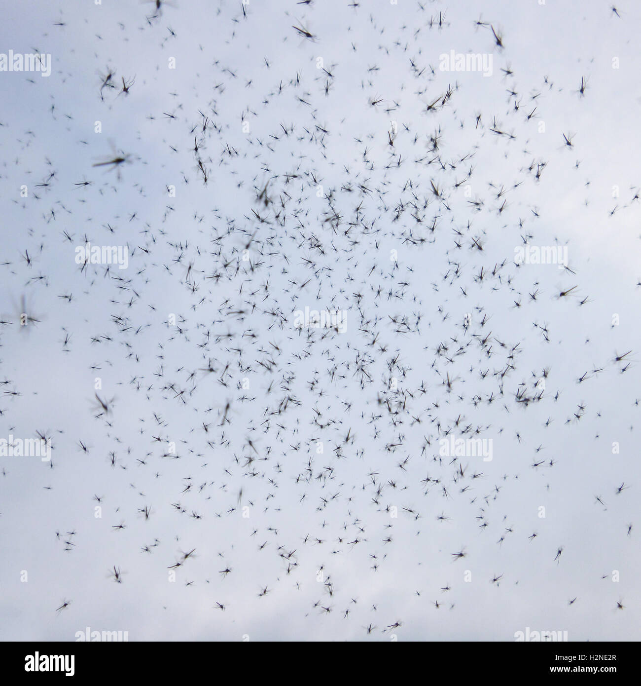 Levant les yeux vers le nuage de moucherons Banque de photographies et — free download