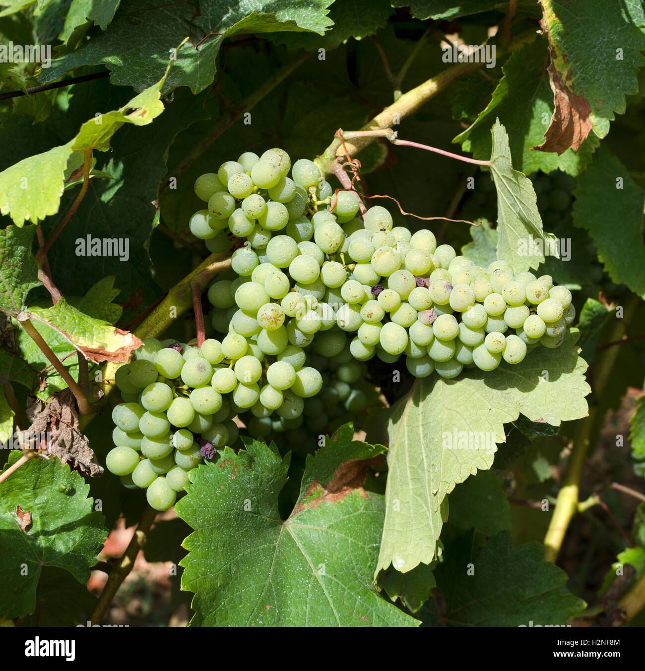 La vigne et le raisin à Vouvray France. Les vignes et les grappes de raisin blanc au-dessus de Vouvray en Indre et Loire Banque D'Images