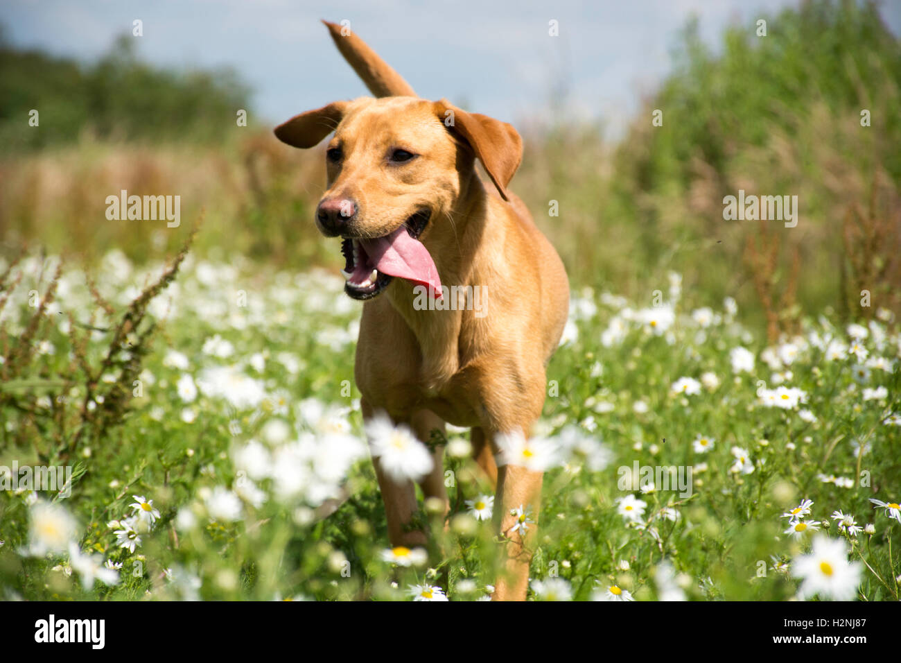 Red Fox labrador exécutant dans les champs d'été Banque D'Images