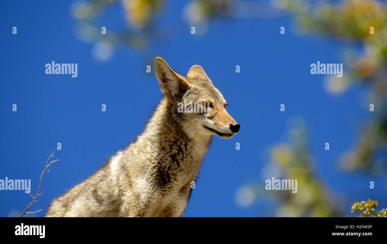 Un coyote (Canis latrans) dans le sud de la Californie est élégamment sur un rocher avec fond de ciel bleu clair Banque D'Images