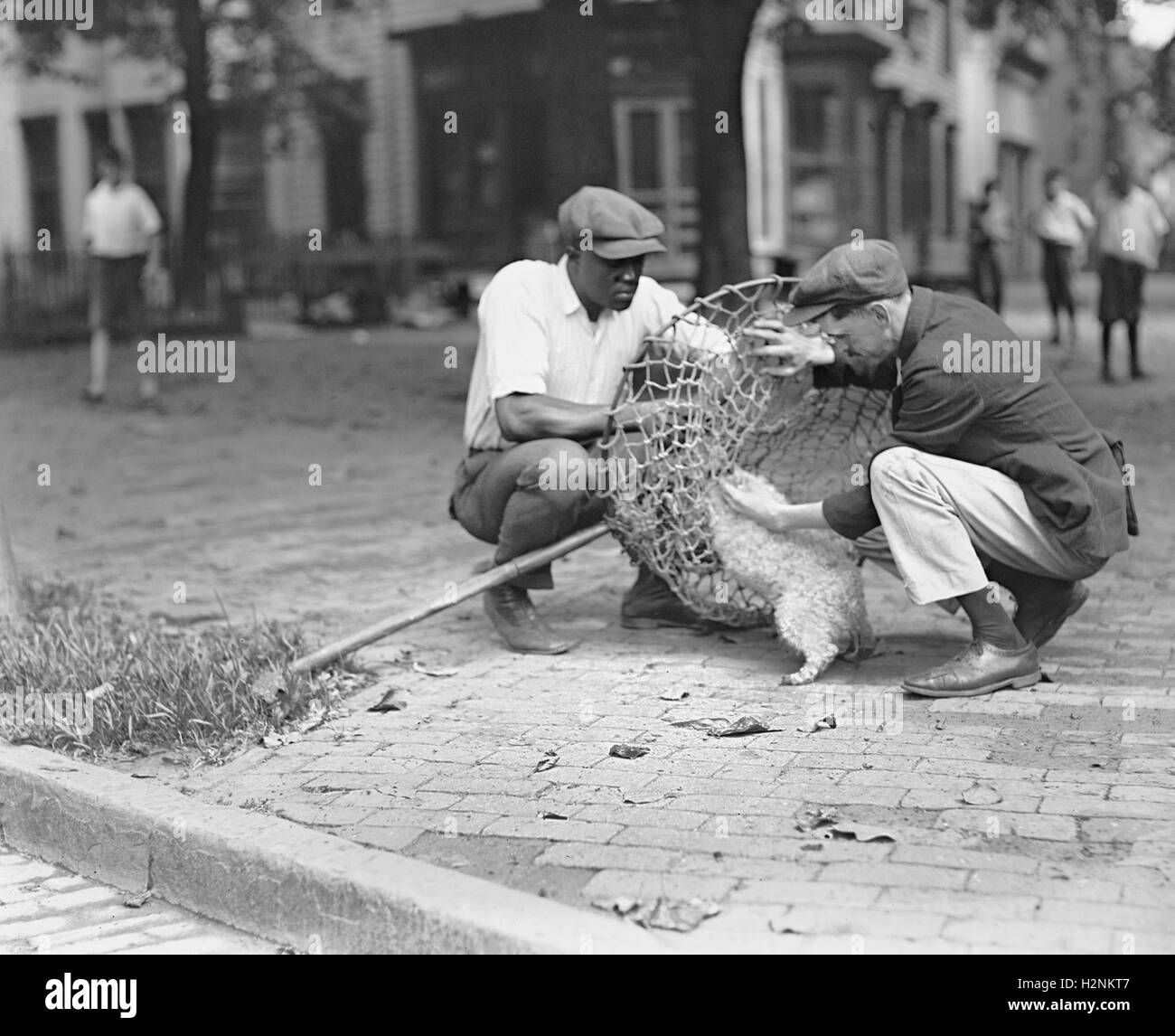 Dog Catcher, Washington DC, USA, National Photo Company, juillet 1924 Banque D'Images