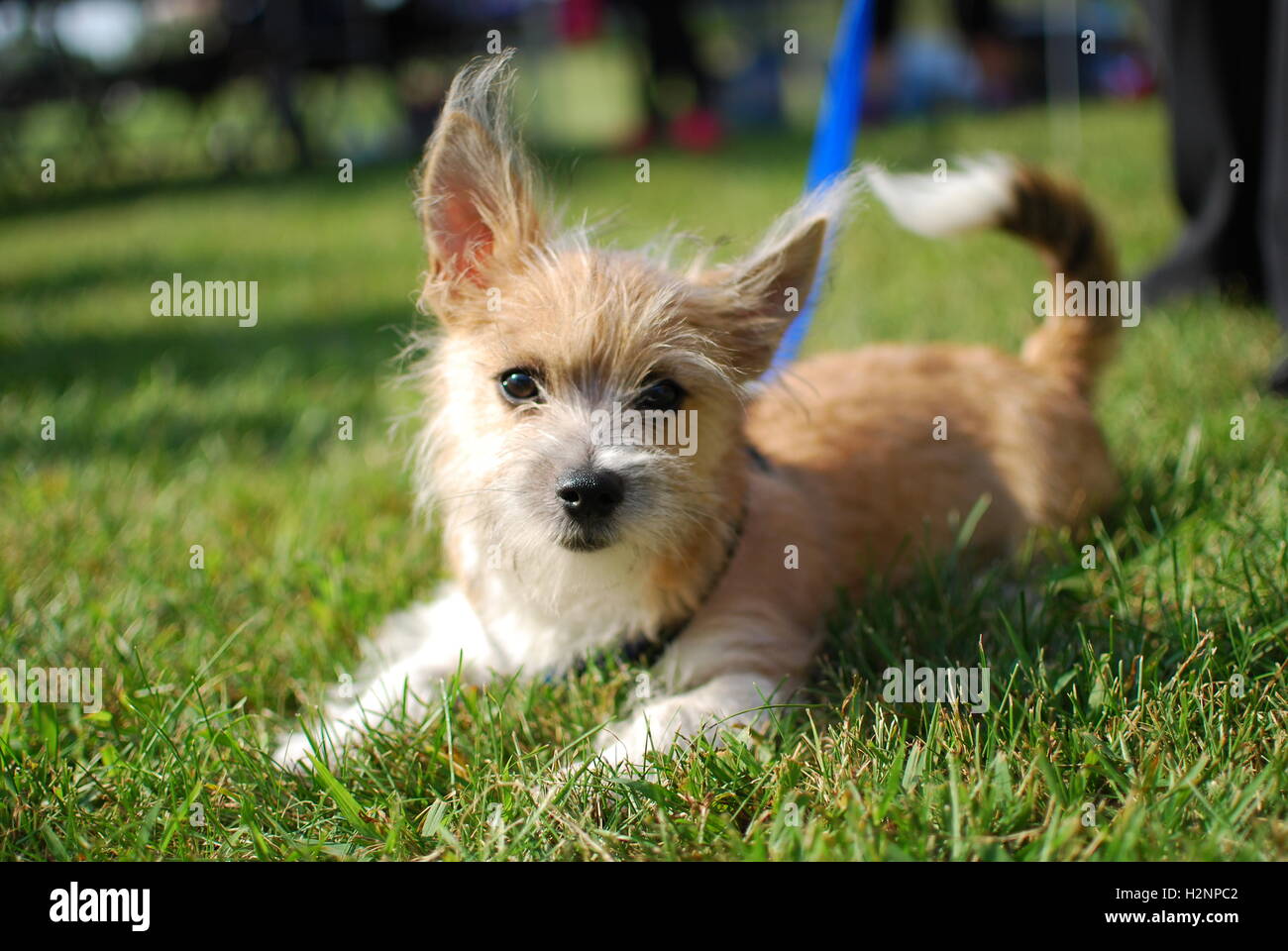 Petit chien en laisse portant sur l'herbe dans le parc Banque D'Images