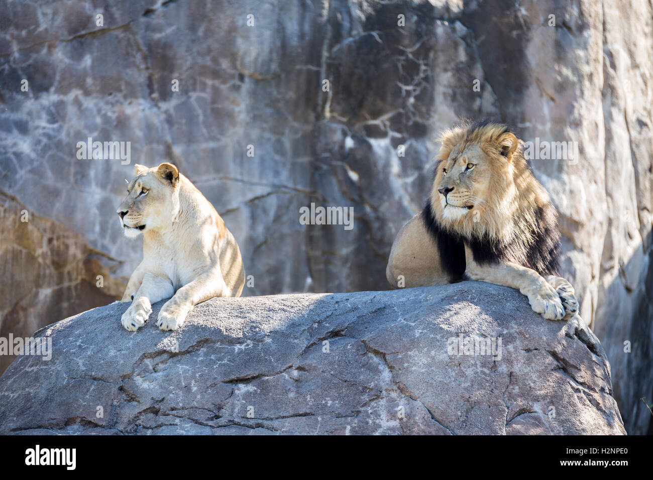Lion mâle et femelle portant sur un rocher. Banque D'Images