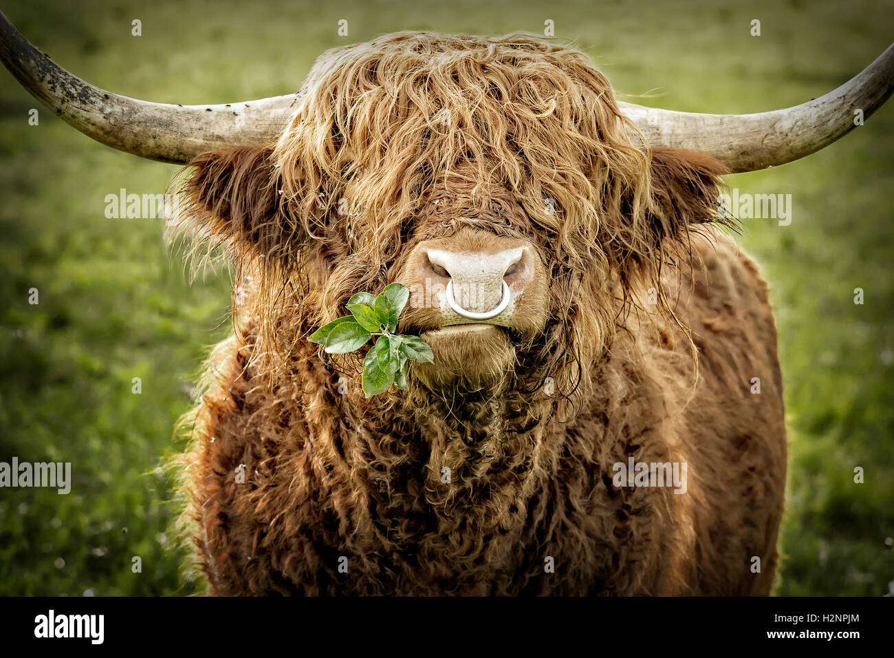 La mastication des feuilles de bull Highland cattle avec fer anneau dans le nez. Banque D'Images