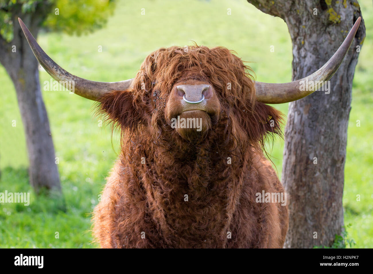 Close up of quitte bull Highland cattle avec fer anneau dans le nez. Banque D'Images