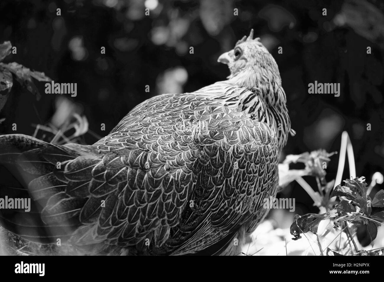 Poulet commun à Doi Pui research station près de chiang mai Banque D'Images
