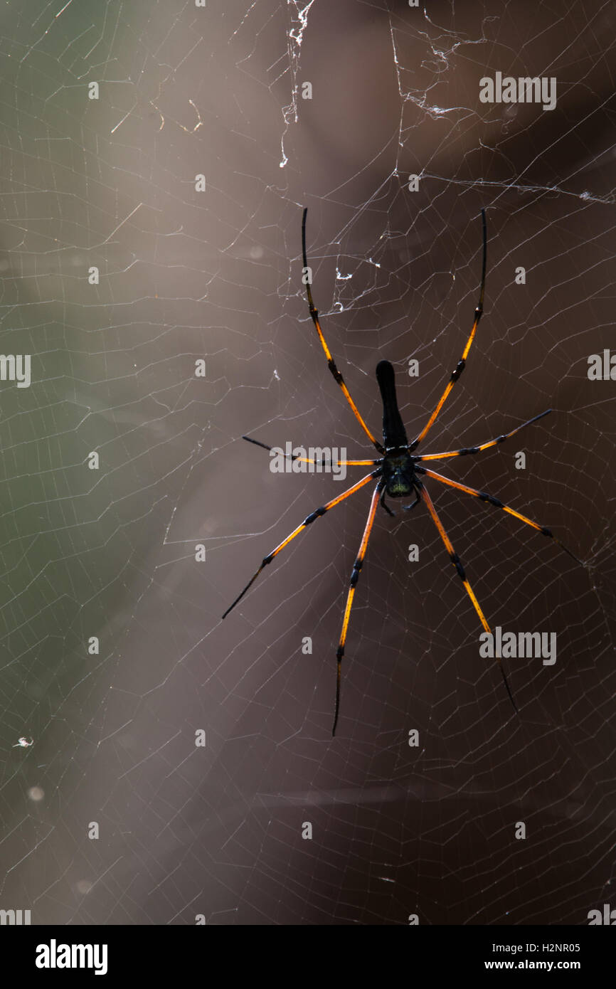 Le Nord du Golden Orb Weaver ou Globe Doré géant Weaver Nephila pilipes. Les filles sont grandes et atteignent une taille de 30 à 50 mm Banque D'Images