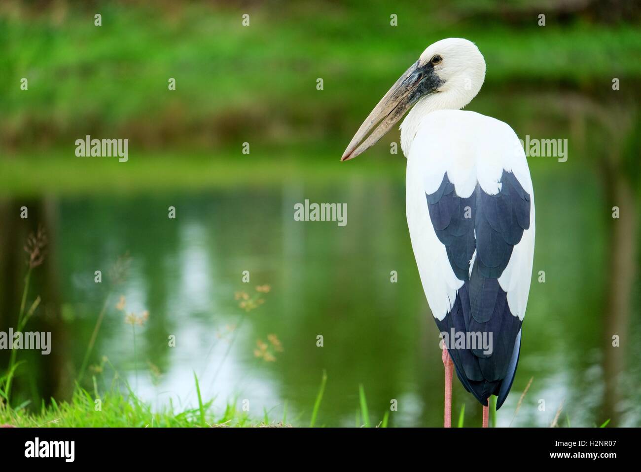 Asian Openbill à Sukhotaï Banque D'Images