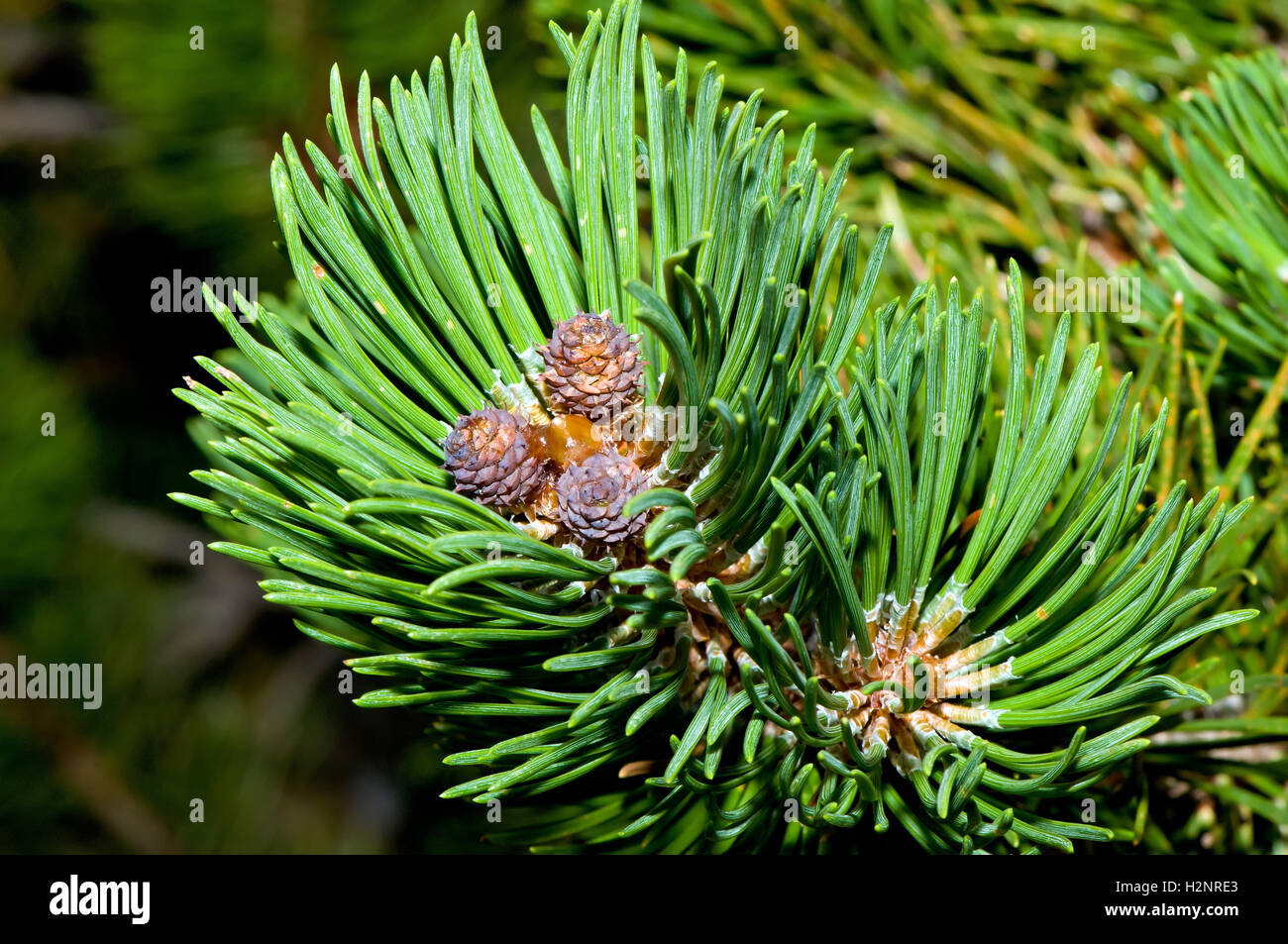 Gros plan du pin de montagne (Pinus mugo) pousse. Banque D'Images