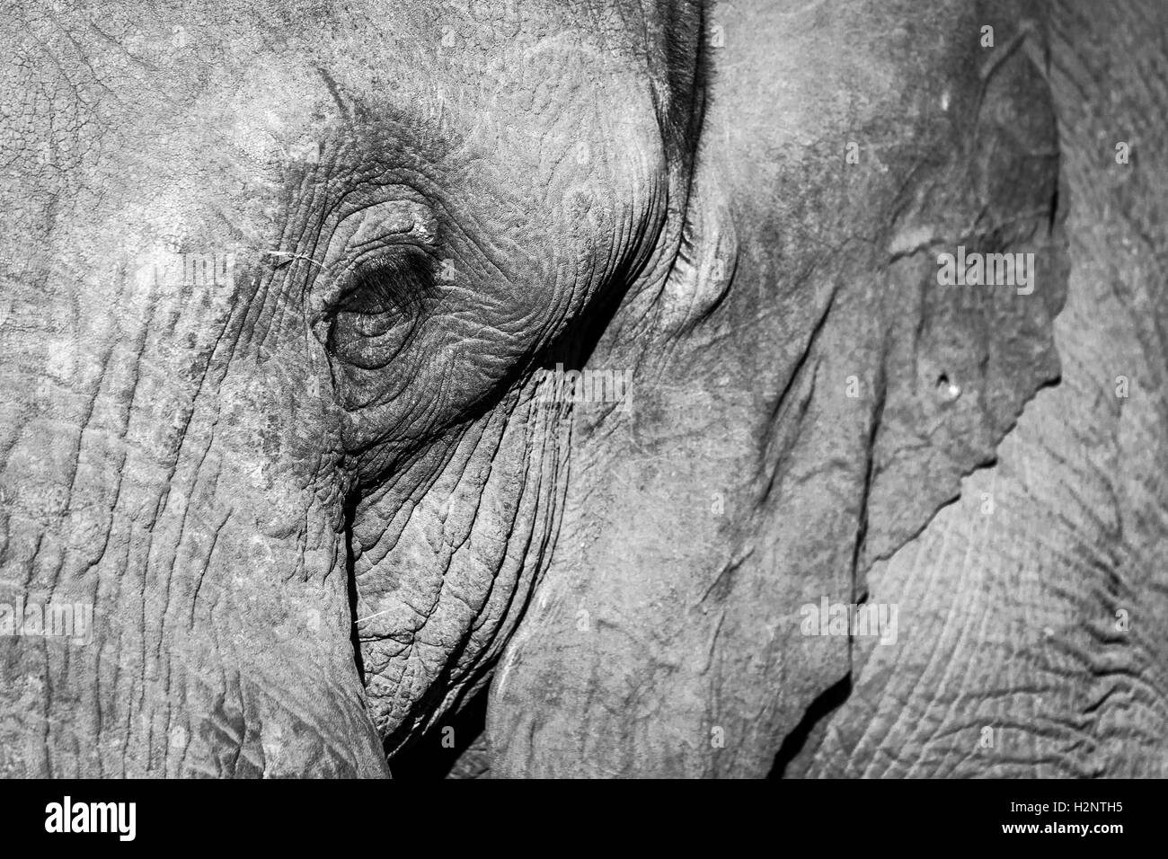 L'éléphant africain (Loxodonta africana), Manyeleti Game Reserve, Afrique du Sud Banque D'Images