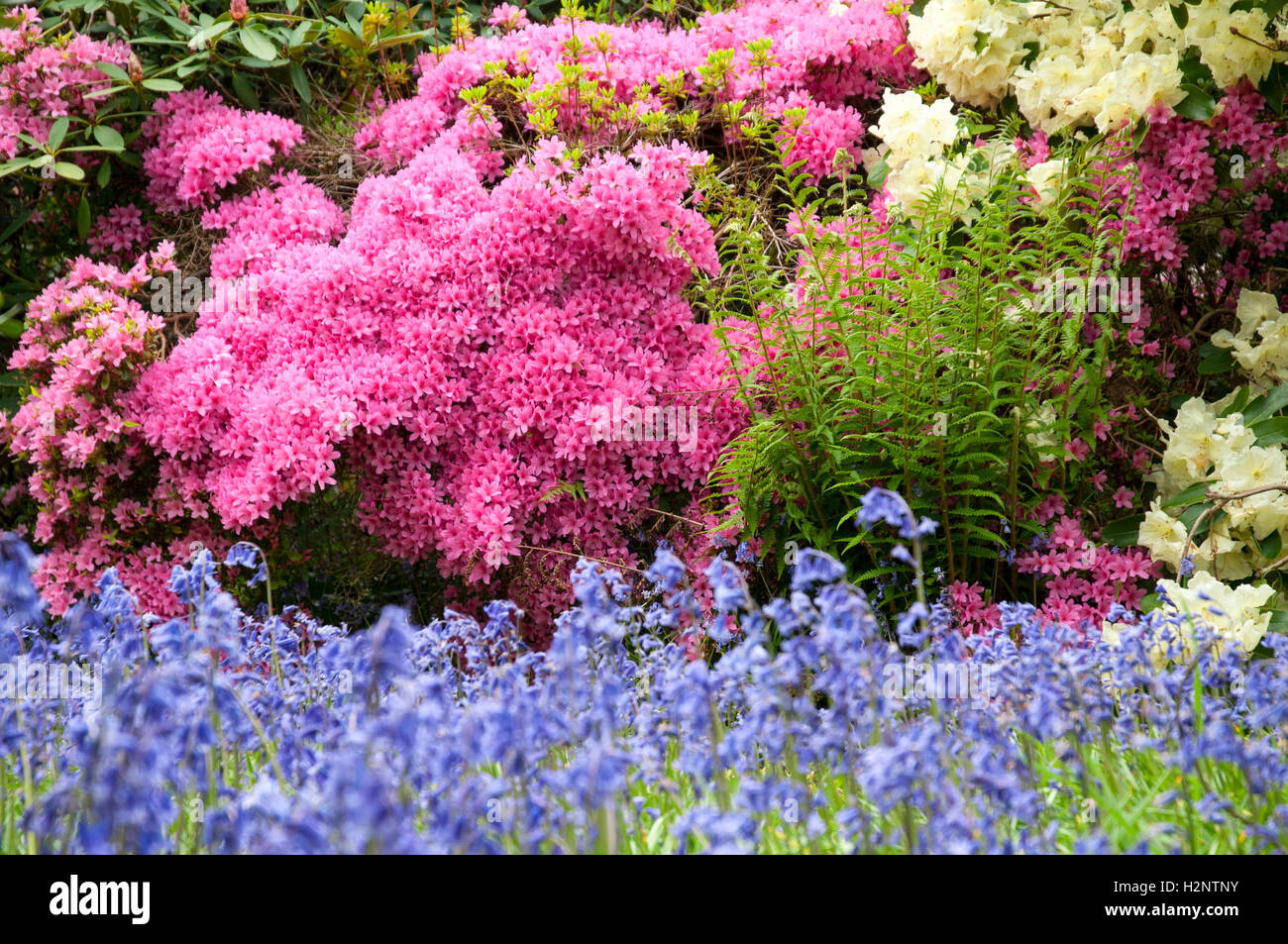 Image Paysage de printemps aux couleurs vives des fleurs étroitement ensemble dans un jardin. Banque D'Images