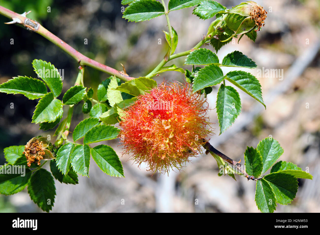Rose bedeguar culot sur un chien rose (rosa canina) Banque D'Images