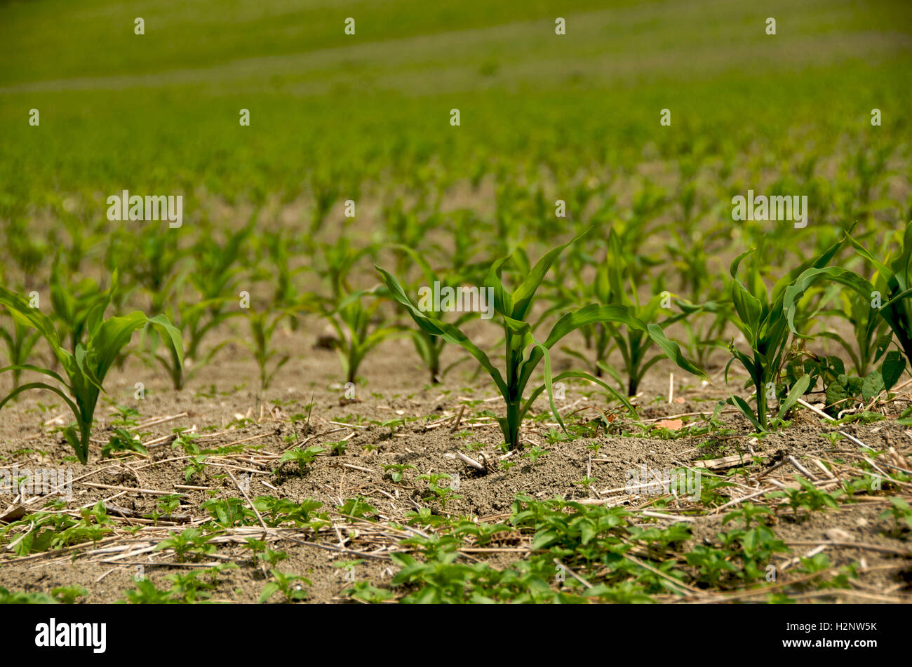 Le maïs (Zea mays), les germes dans un champ Banque D'Images