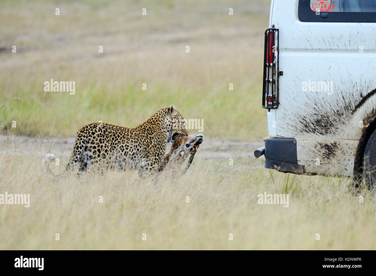 Leopard (Panthera pardus) avec les proies dans la savane derrière une voiture de tourisme. Le Masai Mara, Kenya préserver Banque D'Images