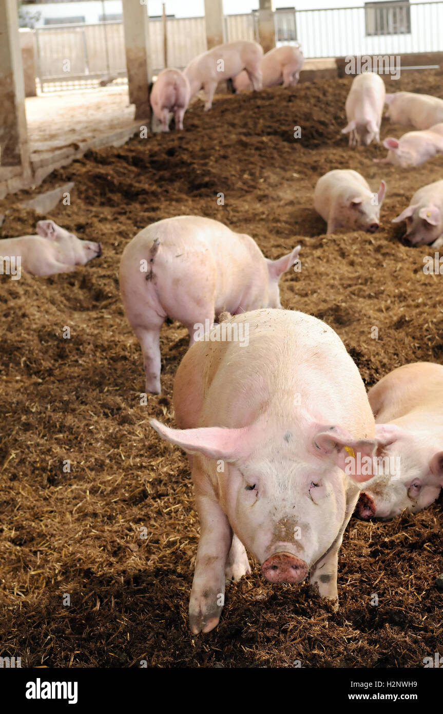 Exploitation porcine biologique avec de gros porcs. Banque D'Images