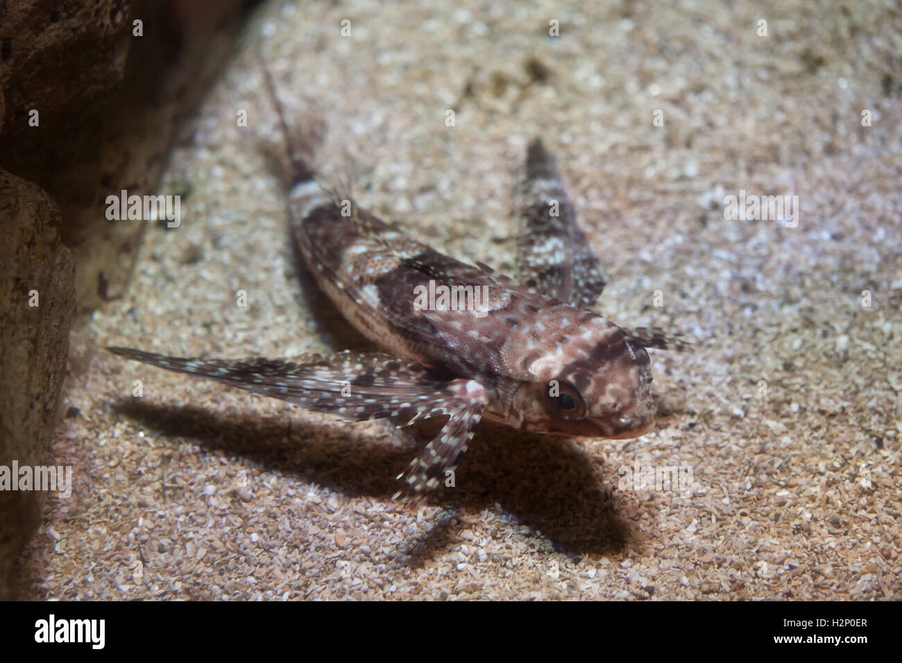 Le grondin volant Dactylopterus volitans), (aussi connu sous le nom de grondin casque. Banque D'Images