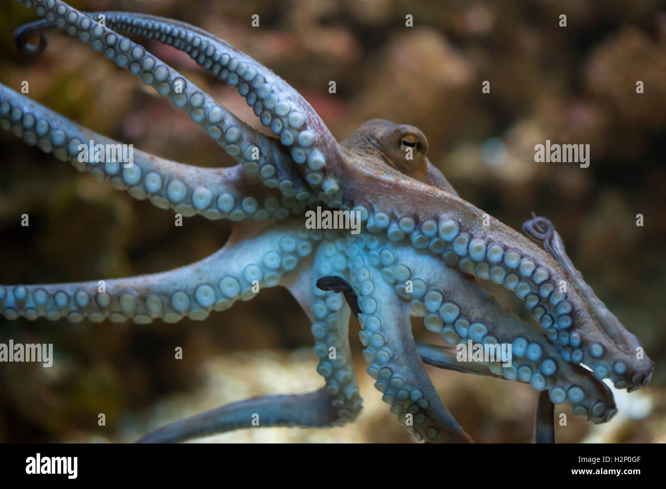 Poulpe commun (Octopus vulgaris). Animaux de la mer. Banque D'Images