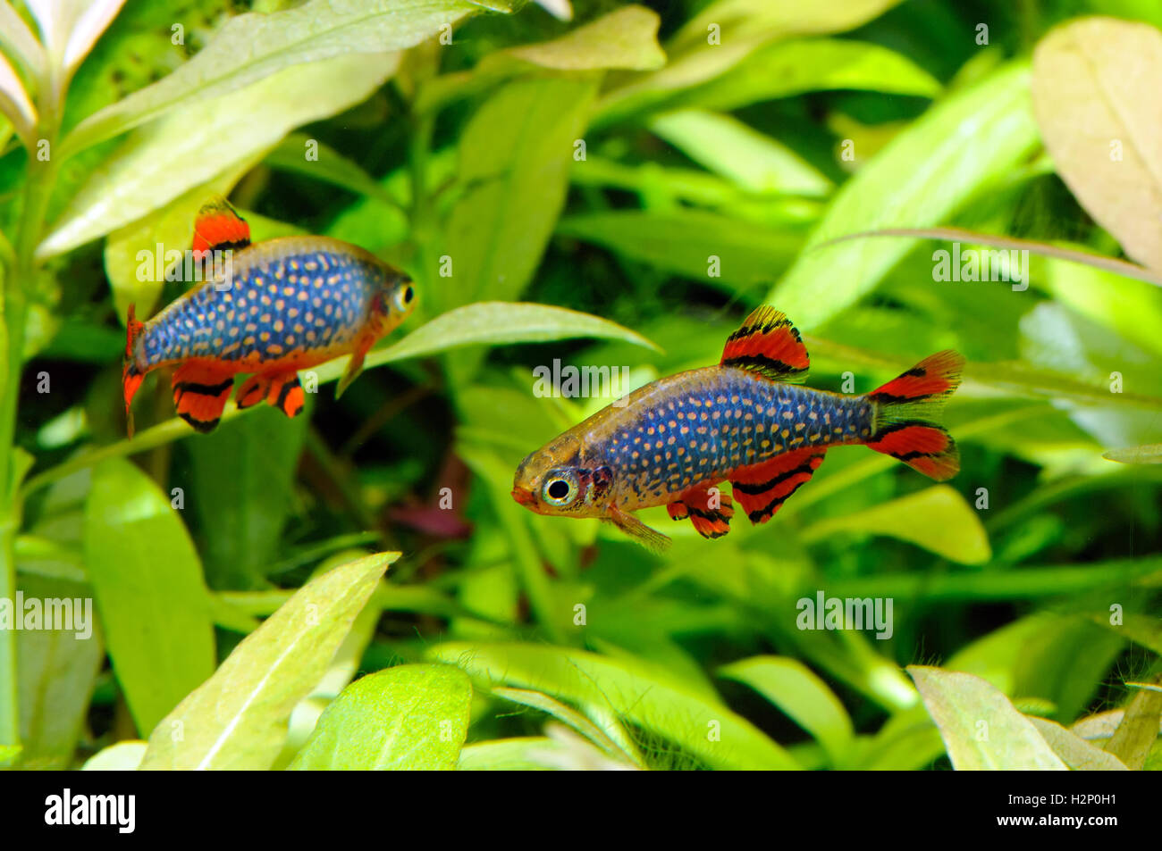 Deux mâles celestial pearl danios (Danio margaritatus) sont à 15. Banque D'Images