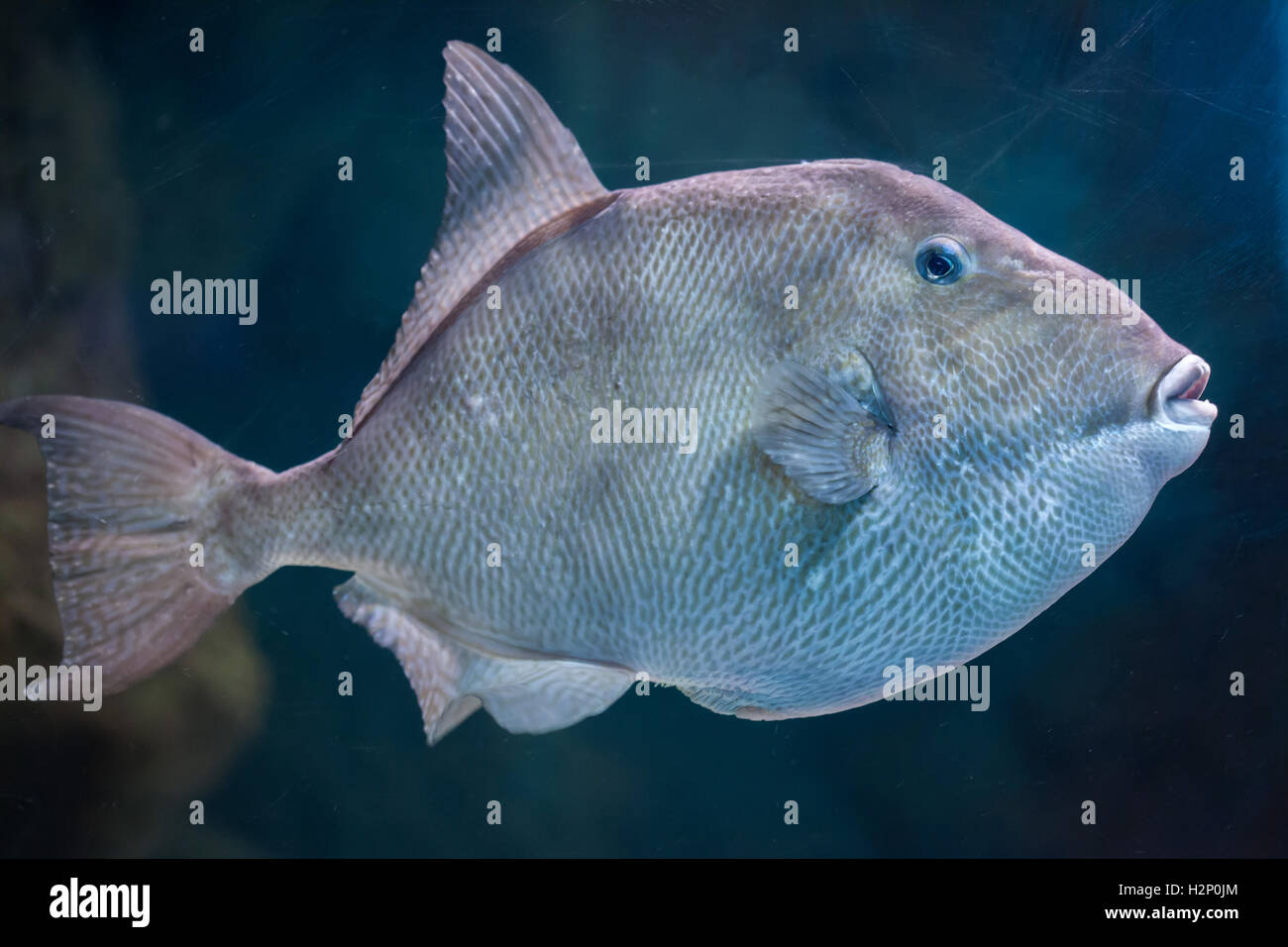 Les balistes Balistes capriscus (gris). Les poissons marins. Banque D'Images