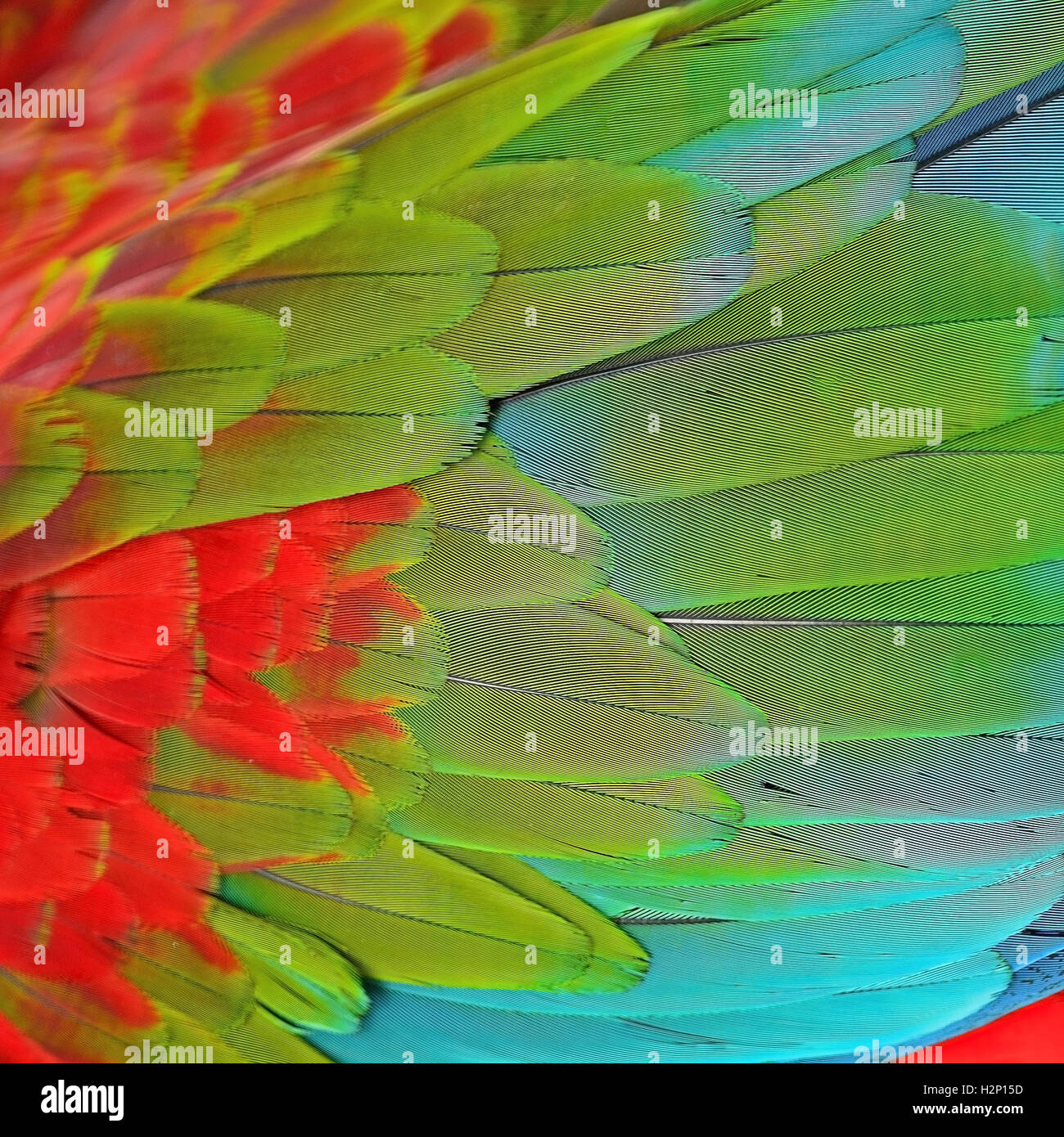 Sarcelles d'plumes de l'Ara Banque D'Images