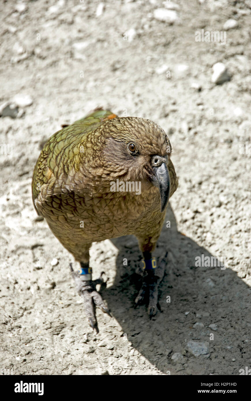 Un oiseau kea traîne à Ford de touristes sans méfiance à Arthur's Pass, Fjordland National Park, New Zealand. Banque D'Images