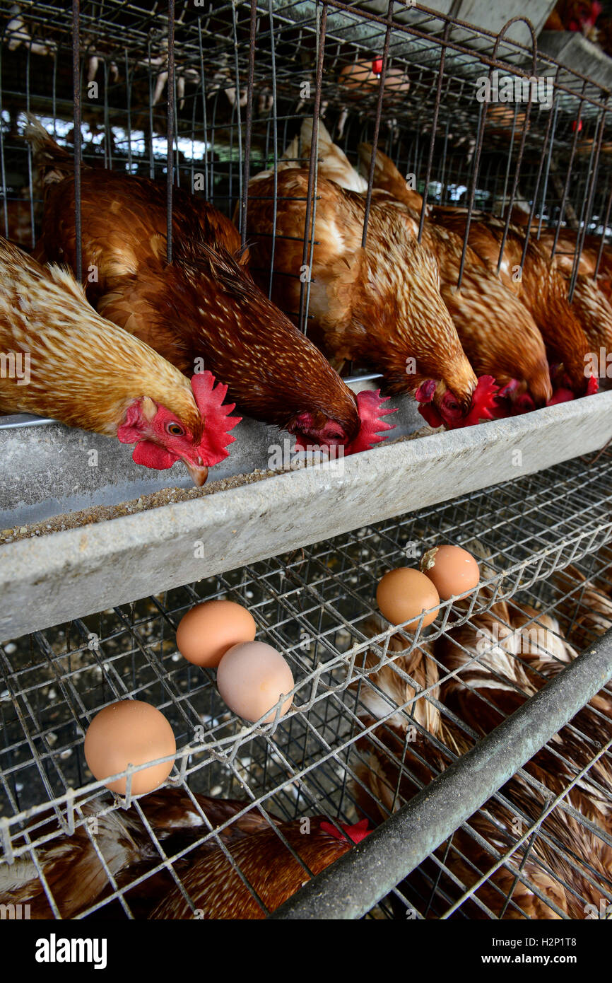 L'état d'Oyo, NIGÉRIA, Ibadan, village Ilora, œuf de poule en cage de  maintien de la couche / Eierproduktion Legehennenhaltung Kaefigen, dans  Photo Stock - Alamy