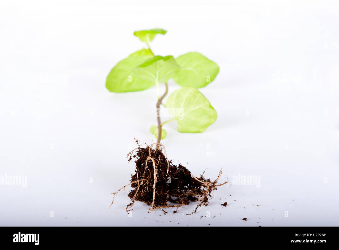 Plante verte sur fond blanc Banque D'Images