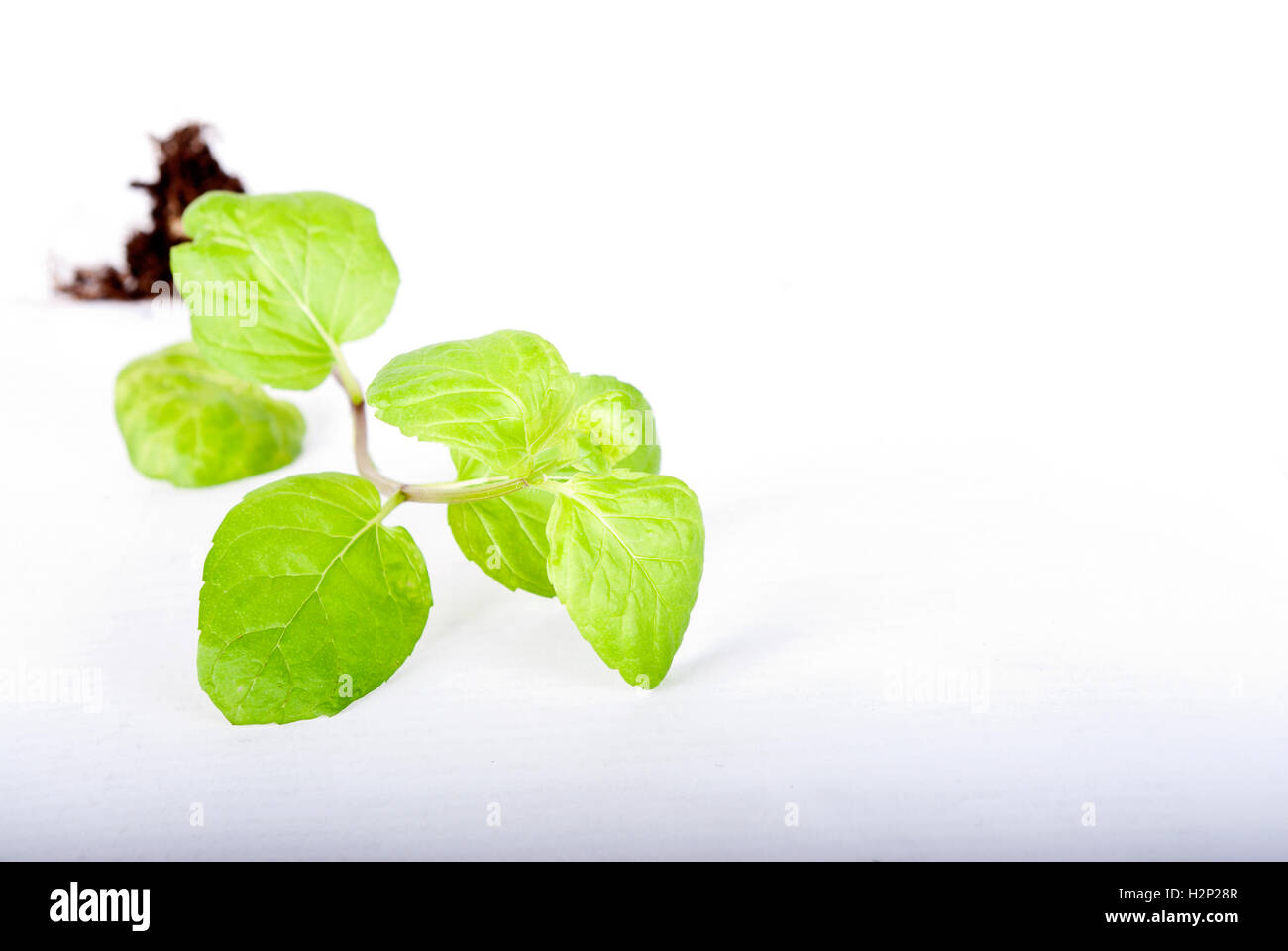 Plante verte sur fond blanc Banque D'Images