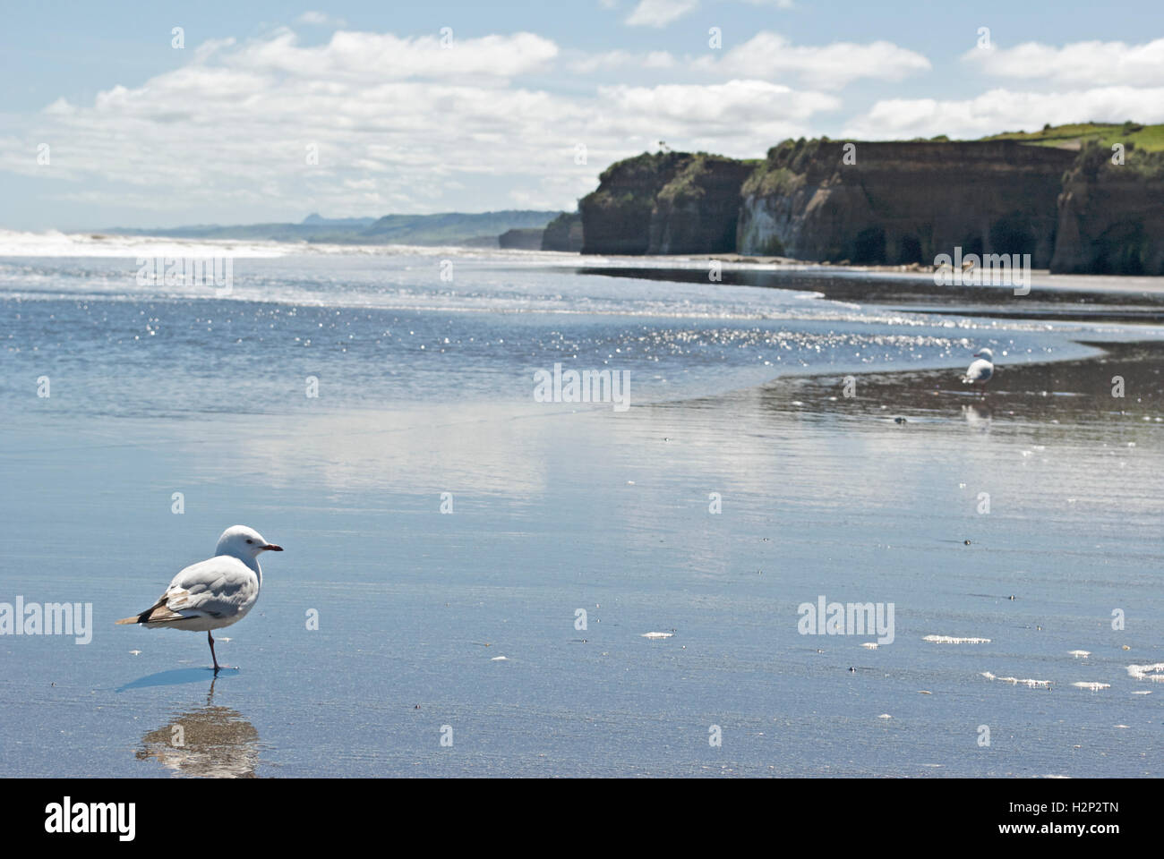 Une mouette solitaire se dresse sur la plage, son corps se reflétant dans les eaux de la marée sur une plage en Amérique du Taranaki, en Nouvelle-Zélande. Banque D'Images