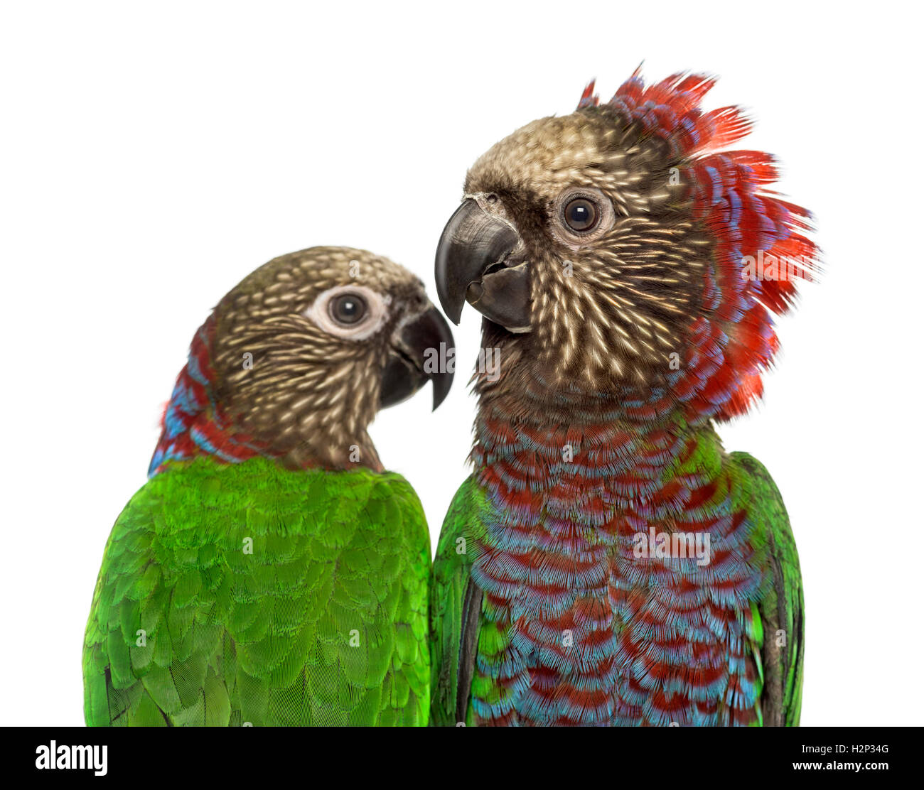 Couple de Red-fan parrot Deroptyus accipitrinus isolated on white Banque D'Images