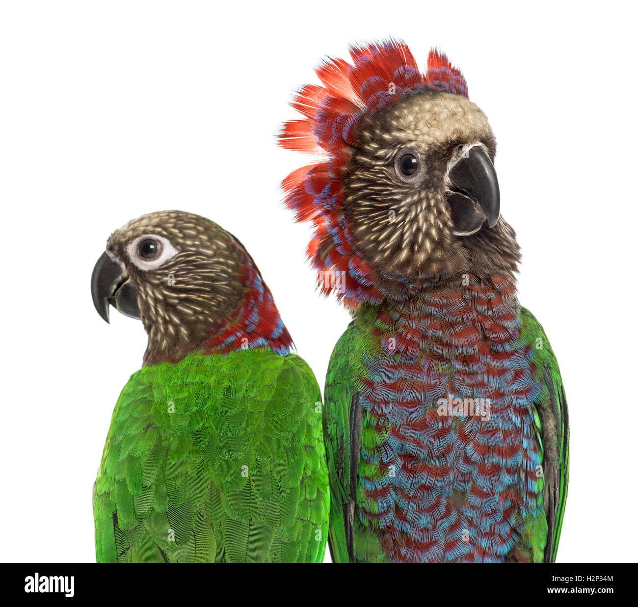 Close-up of a couple of Red-fan parrot Deroptyus accipitrinus, isolated on white Banque D'Images