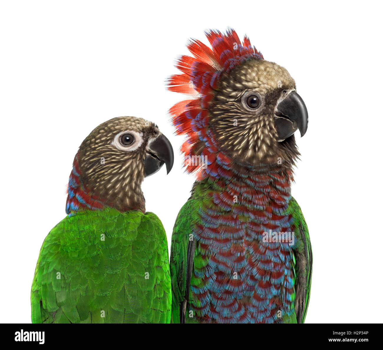 Close-up of a couple of Red-fan parrot Deroptyus accipitrinus, isolated on white Banque D'Images