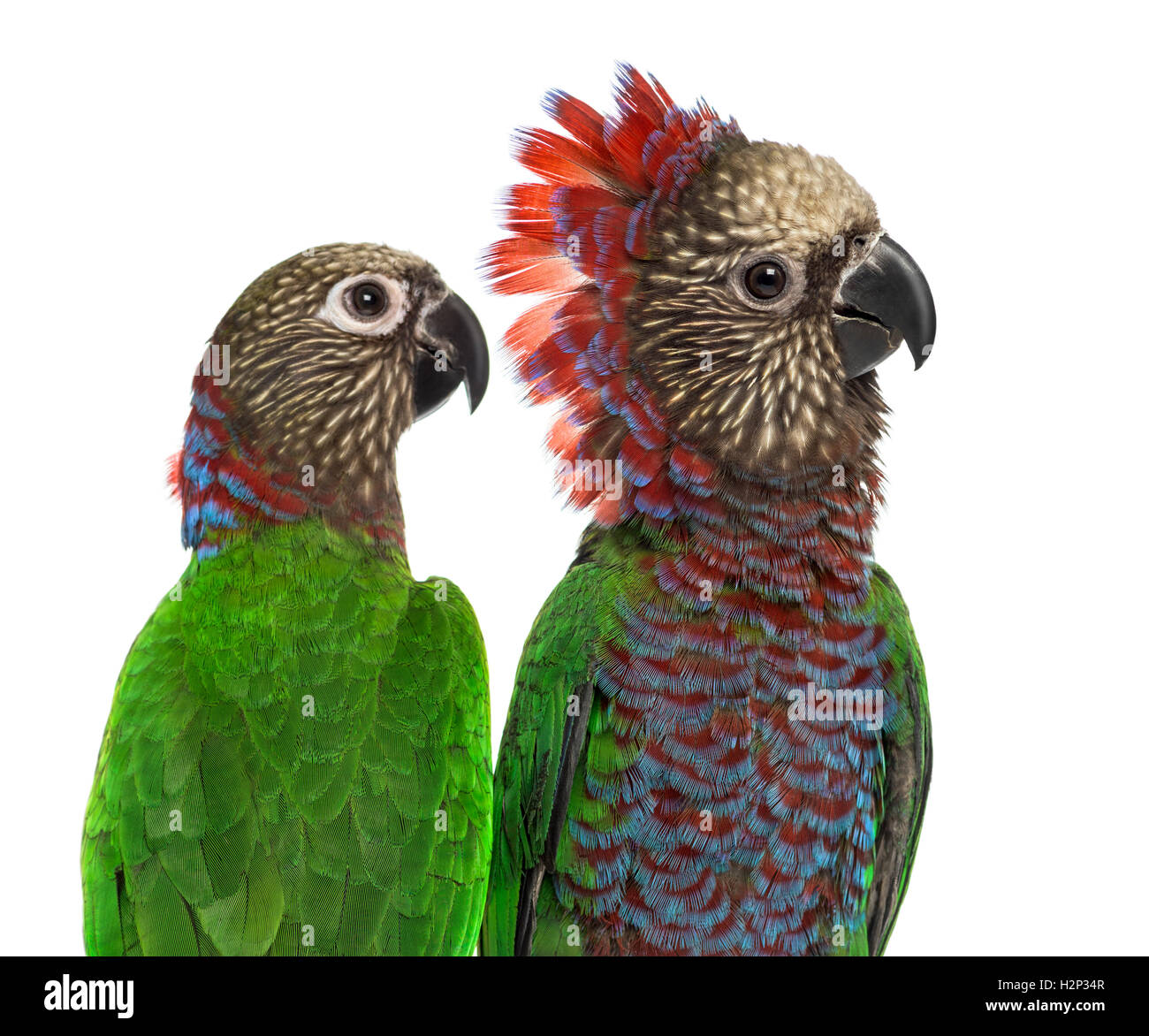 Close-up of a couple of Red-fan parrot Deroptyus accipitrinus, isolated on white Banque D'Images