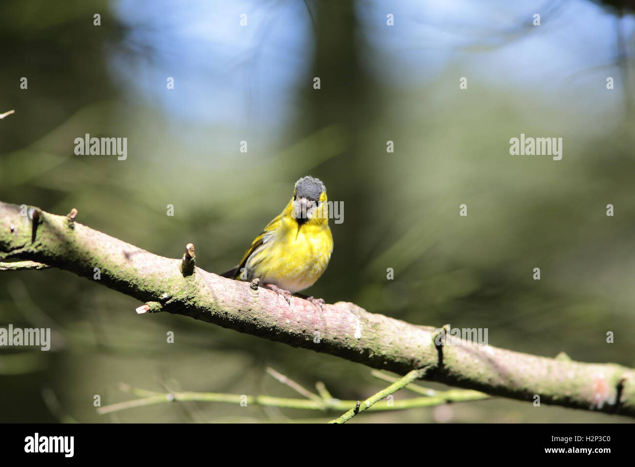 Green Finch sur branch Banque D'Images